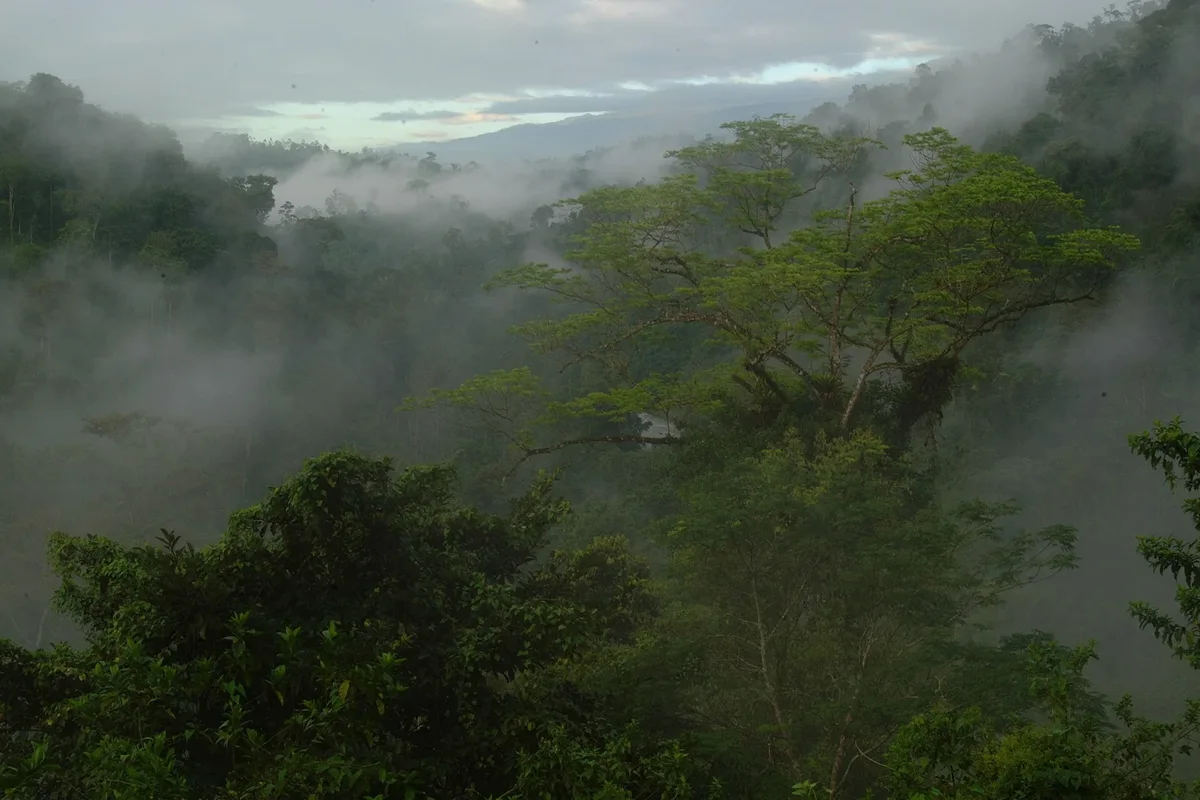 Monteverde Cloud Forest Getaway: A 2- to 3-Night Highland Wildlife & Canopy Plan