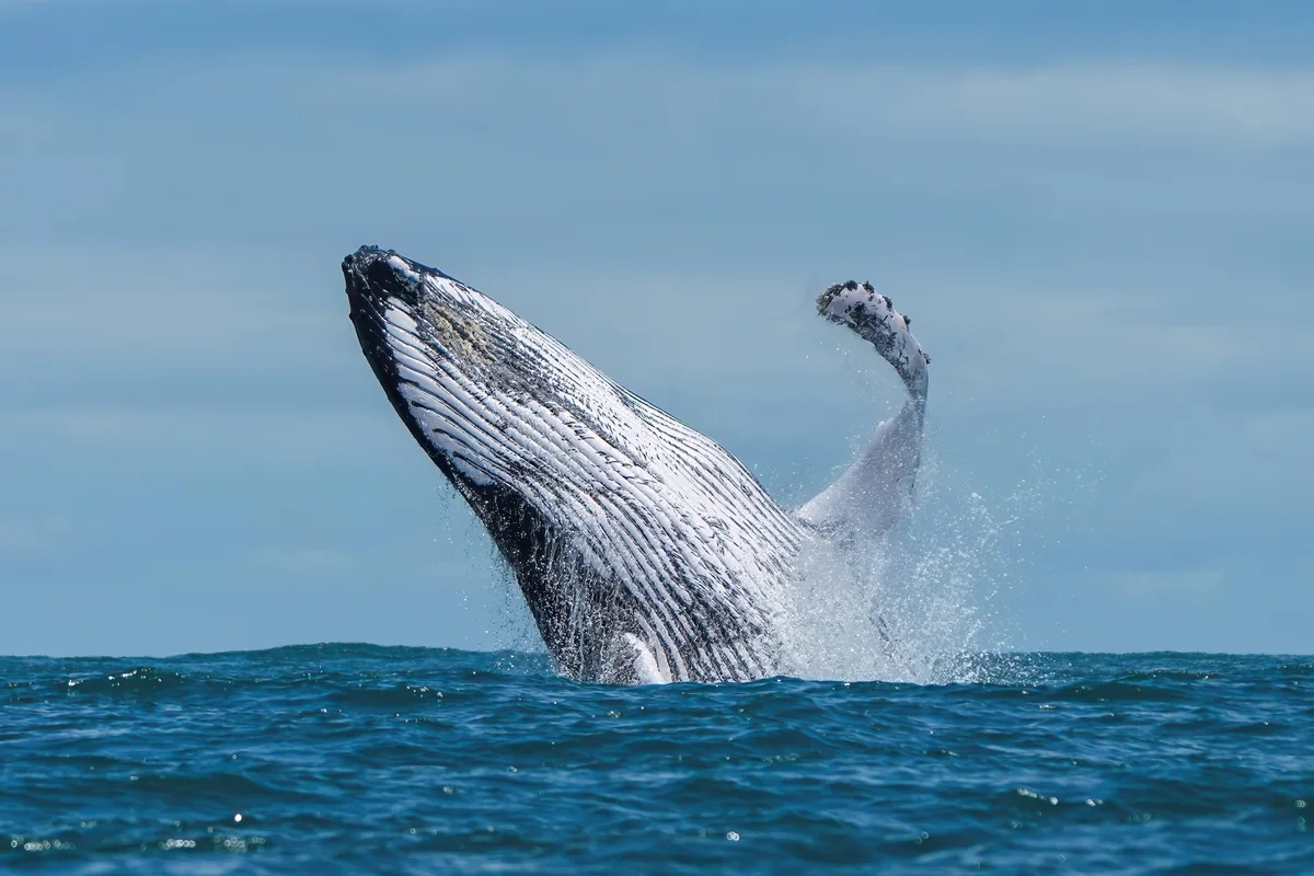 Bahía Ballena Whale & Dolphin Watching Boat Tour in Uvita